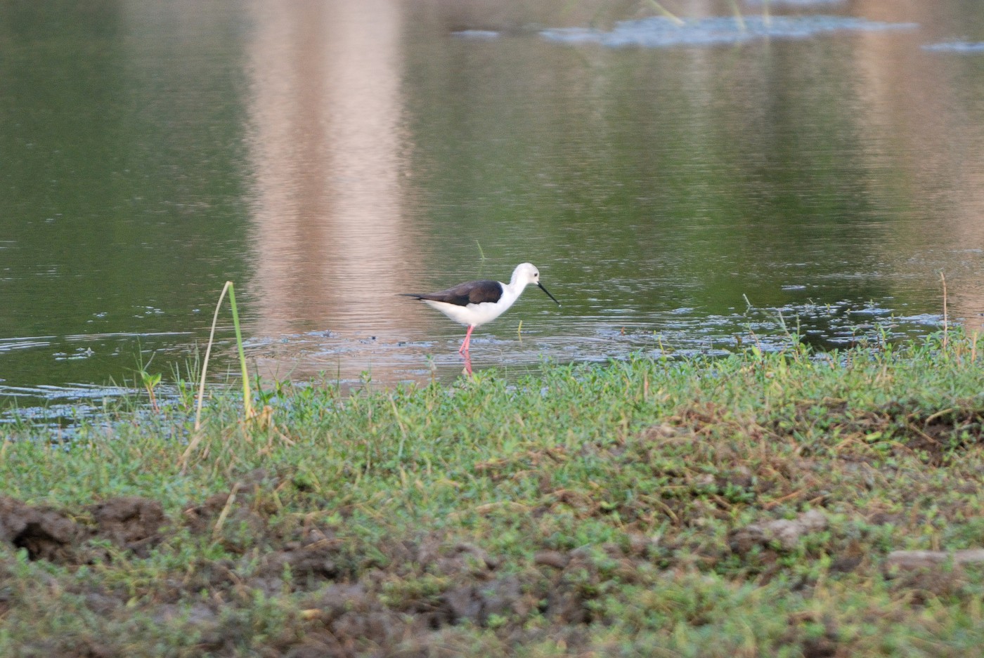 DSC 4800 083.JPG