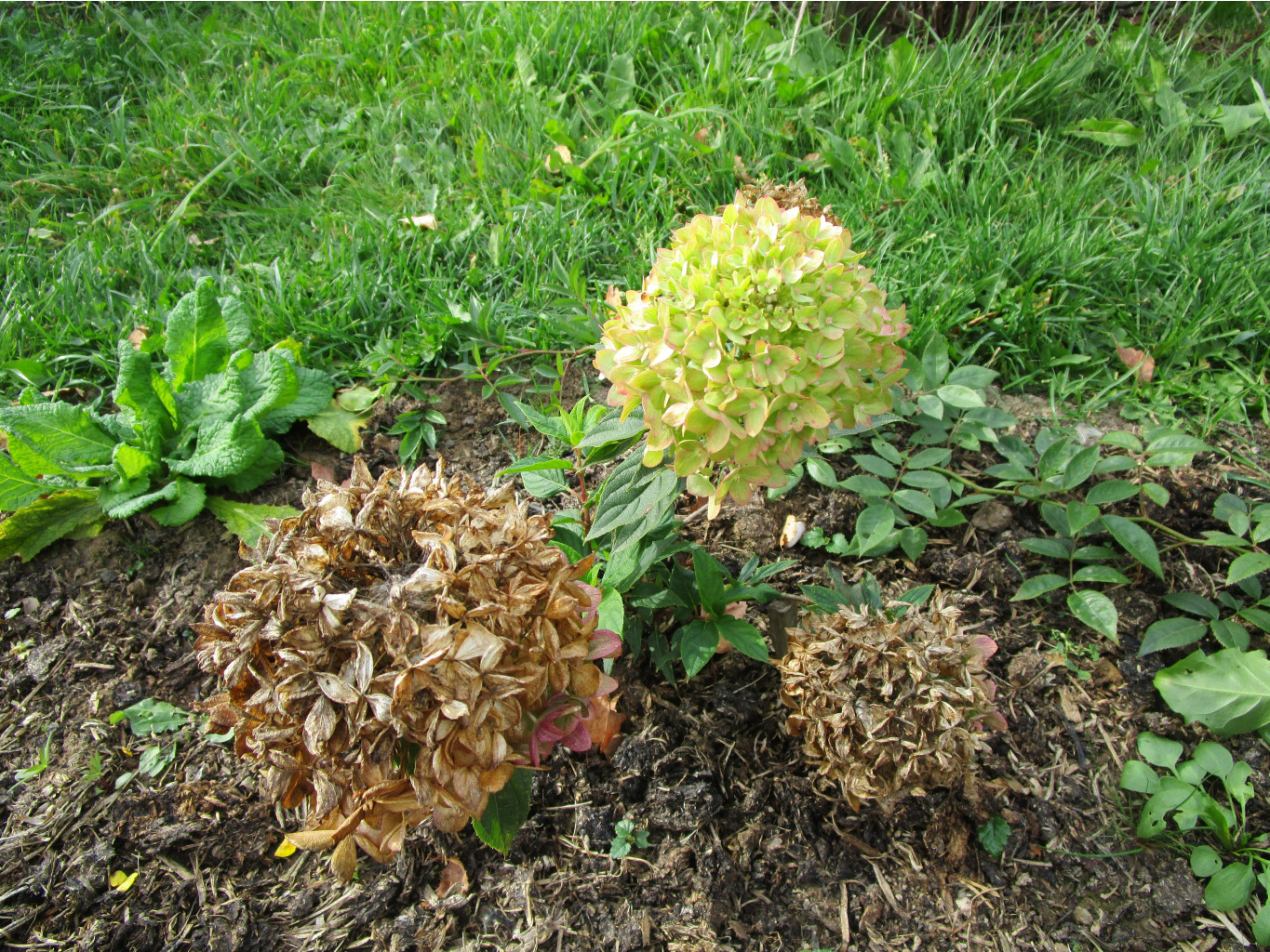 IMG 3048.JPG