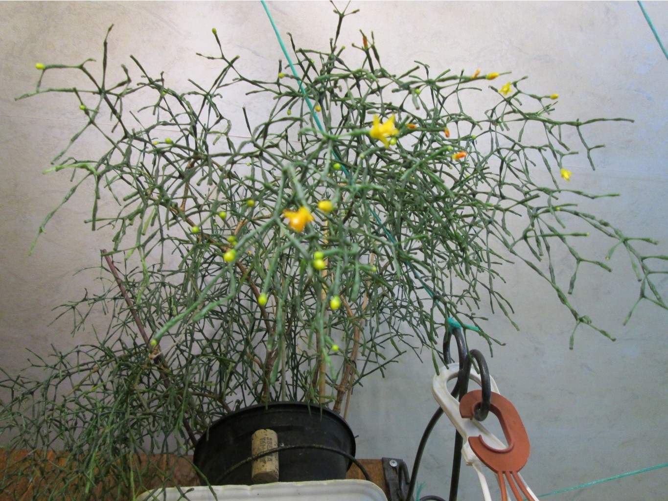 IMG 4750.JPG