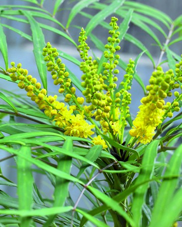   (Mahonia eurybracteata) 'Soft Caress