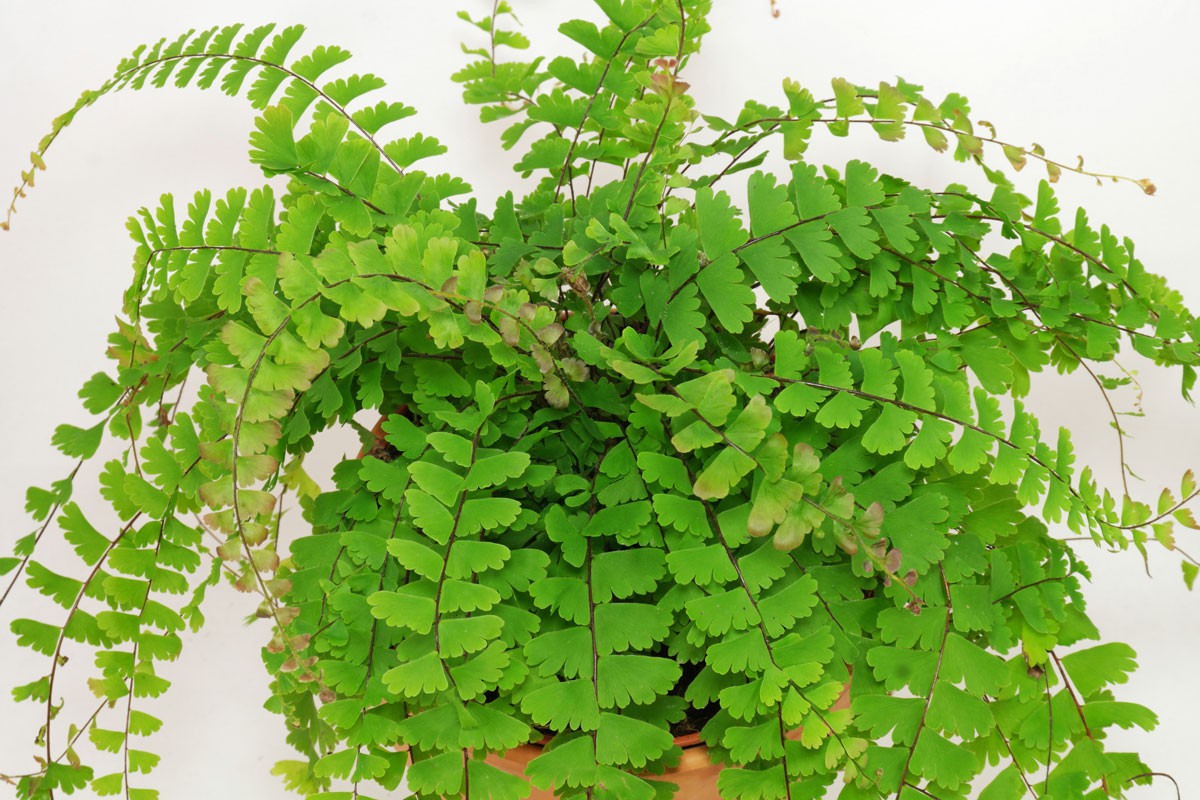   ( Adiantum caudatum)