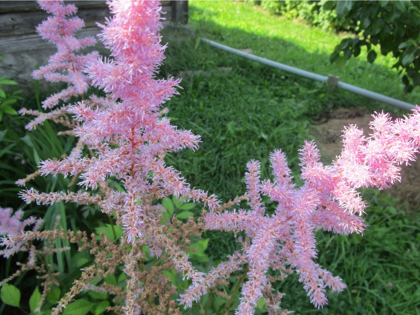 IMG 3980.JPG