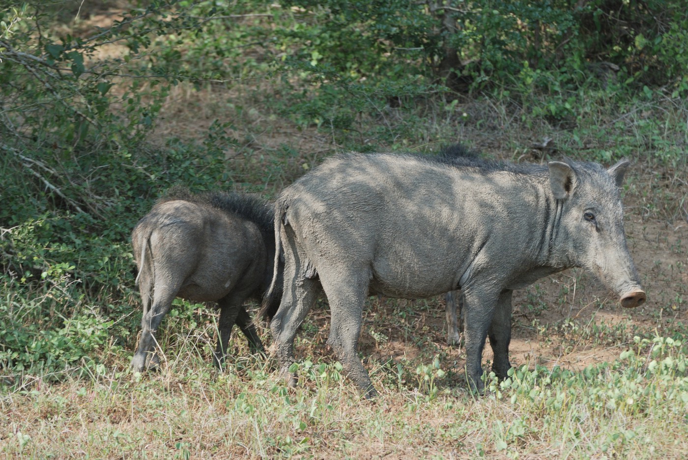 DSC 4700 990.JPG