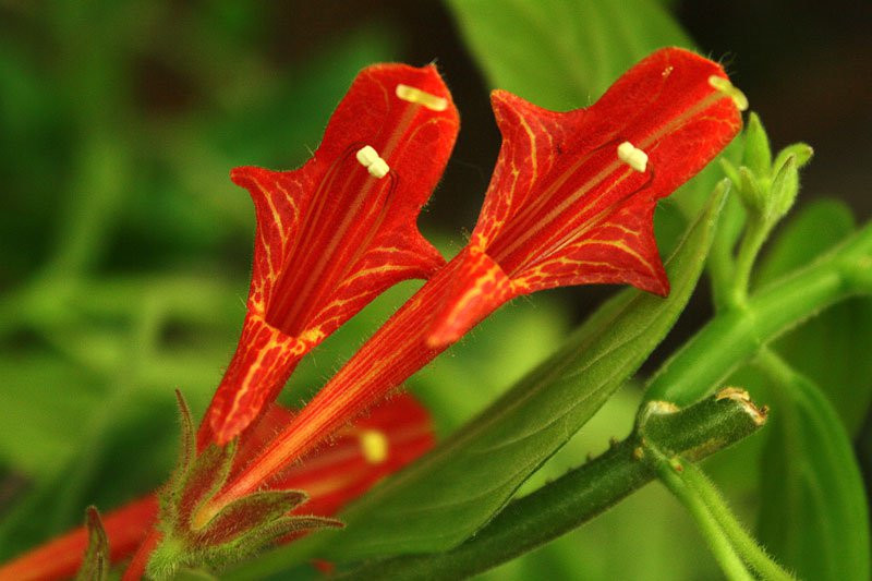 Колумнея lemoinei Red (фото инет) - у/ч 150 руб.
