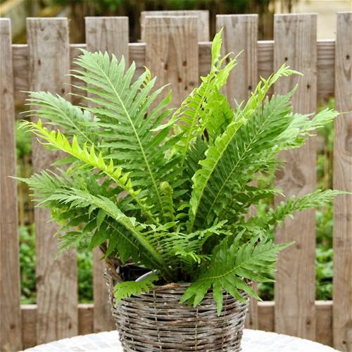  (Blechnum11.jpg