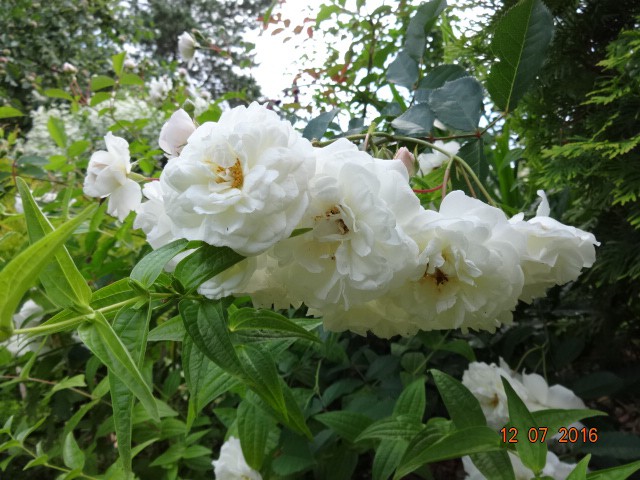 DSC02721.JPG