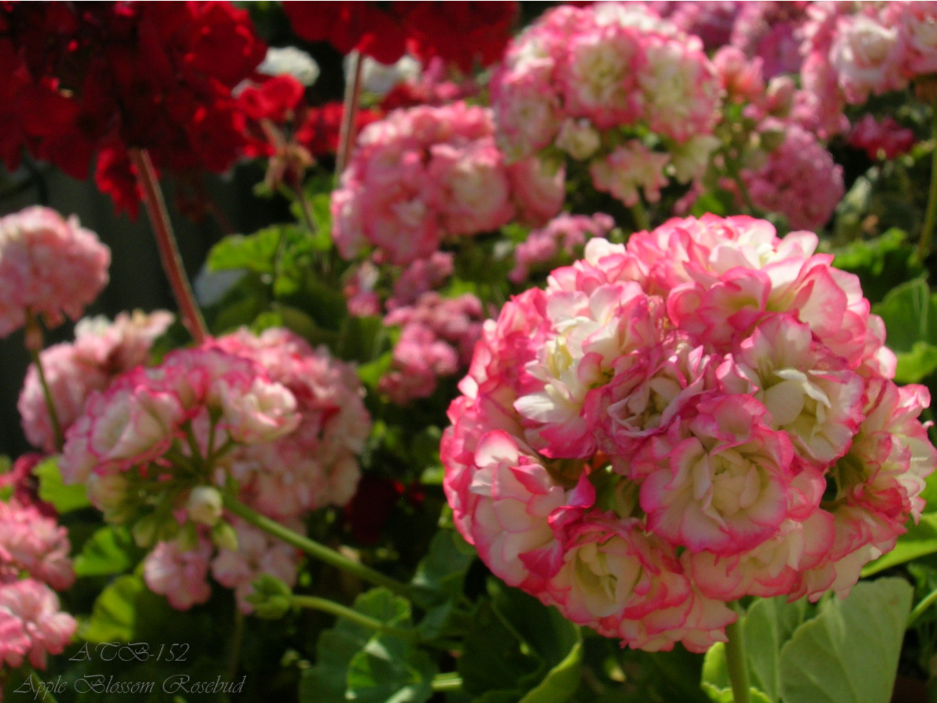 Apple Blossom Rosebud