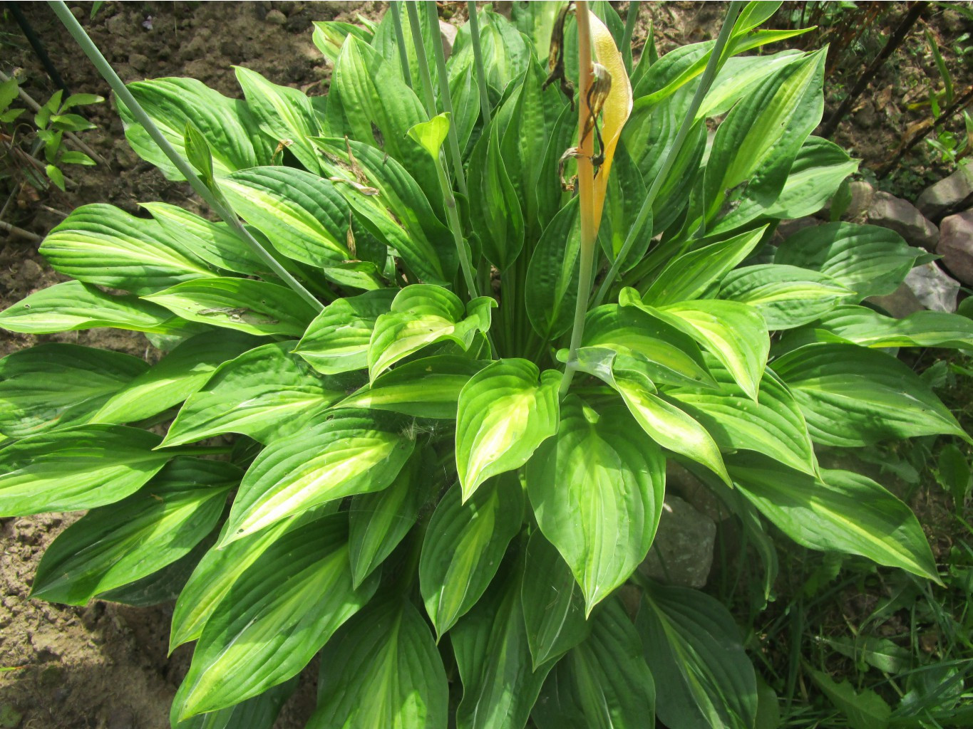   (Hosta 'Striptease')