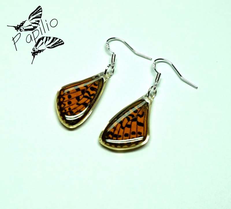  Argynnis sp., 250