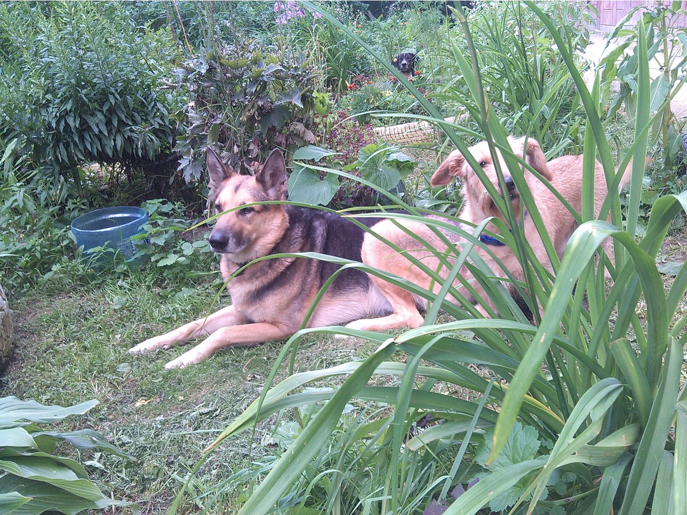 IMG 20160720 165902.jpg