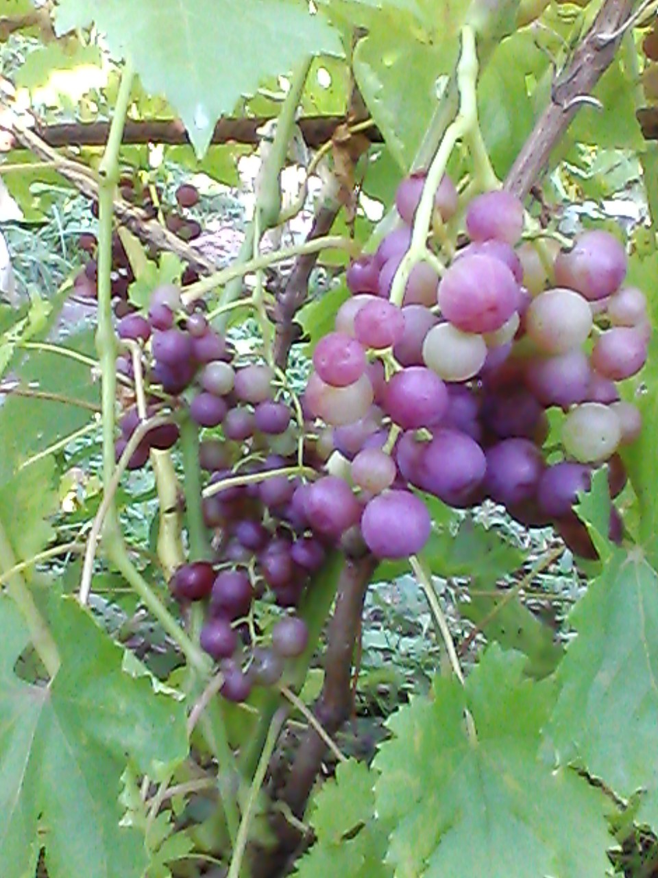 Флэйм сидлис
