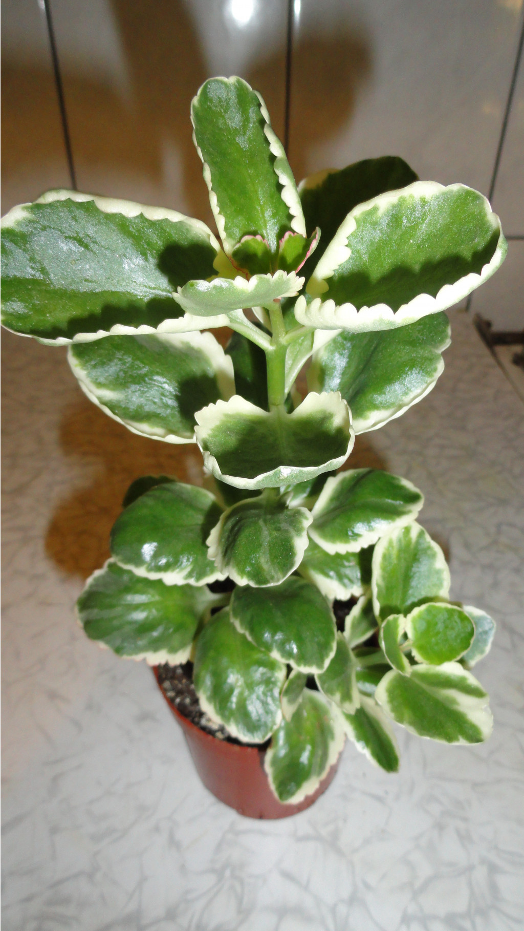    ( Kalanchoe fedtschenko) -