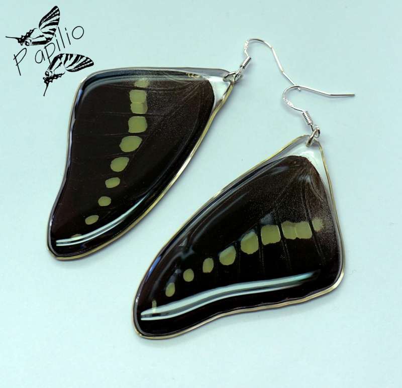  Graphium codrus, 300