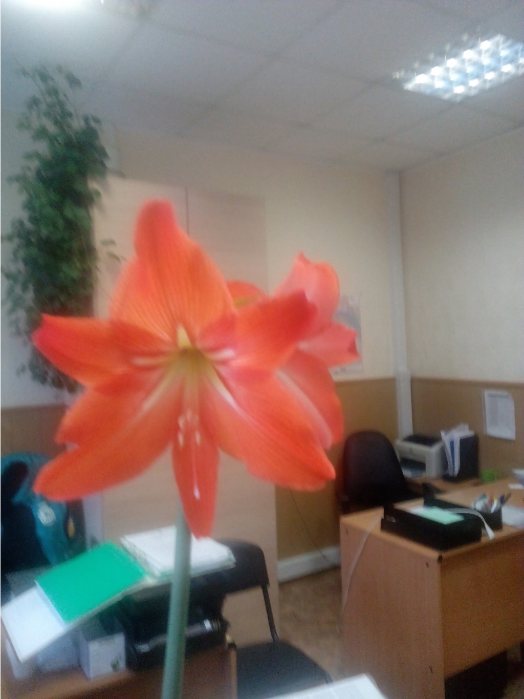 IMG 20170210 151617.jpg