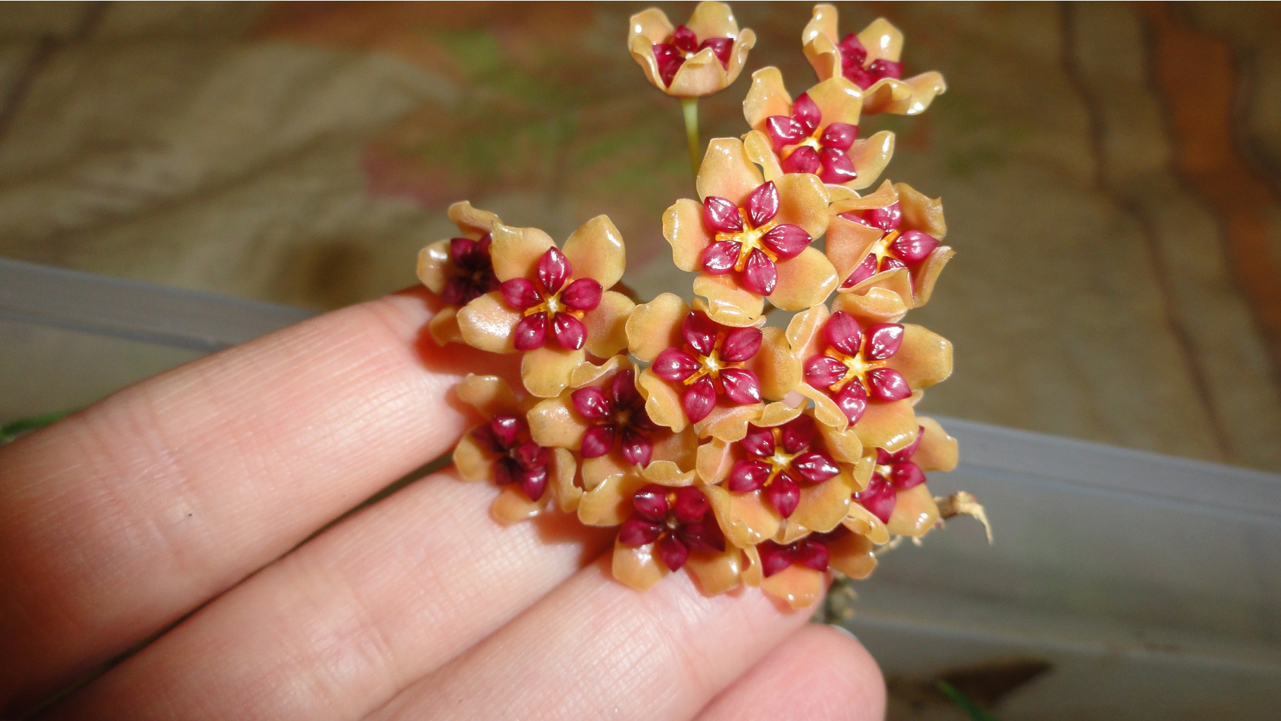 Hoya - Benguetensis  ..)