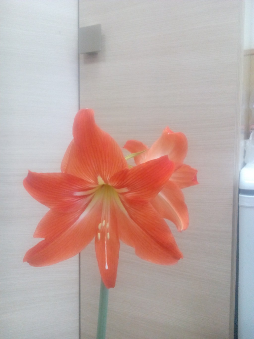 IMG 20170210 151723.jpg