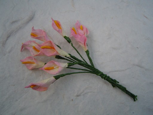 2-TONE PINK CALLA LILY