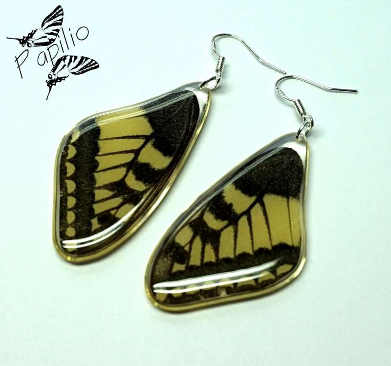  Papilio machaon, 250