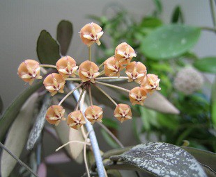 Hoya sigillatis ().