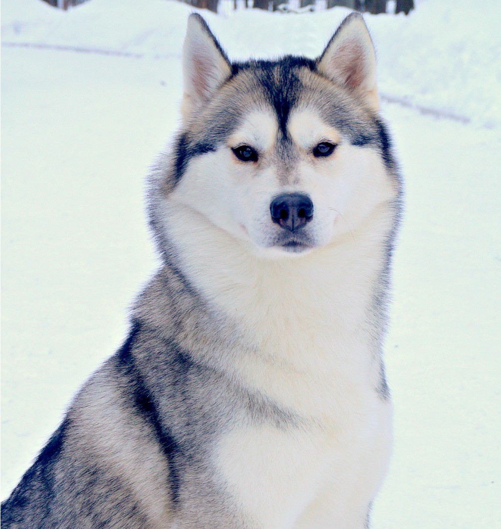 Husky Haven Silvery Moon