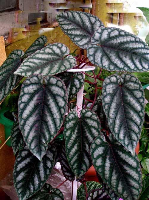  . Cissus discolor....