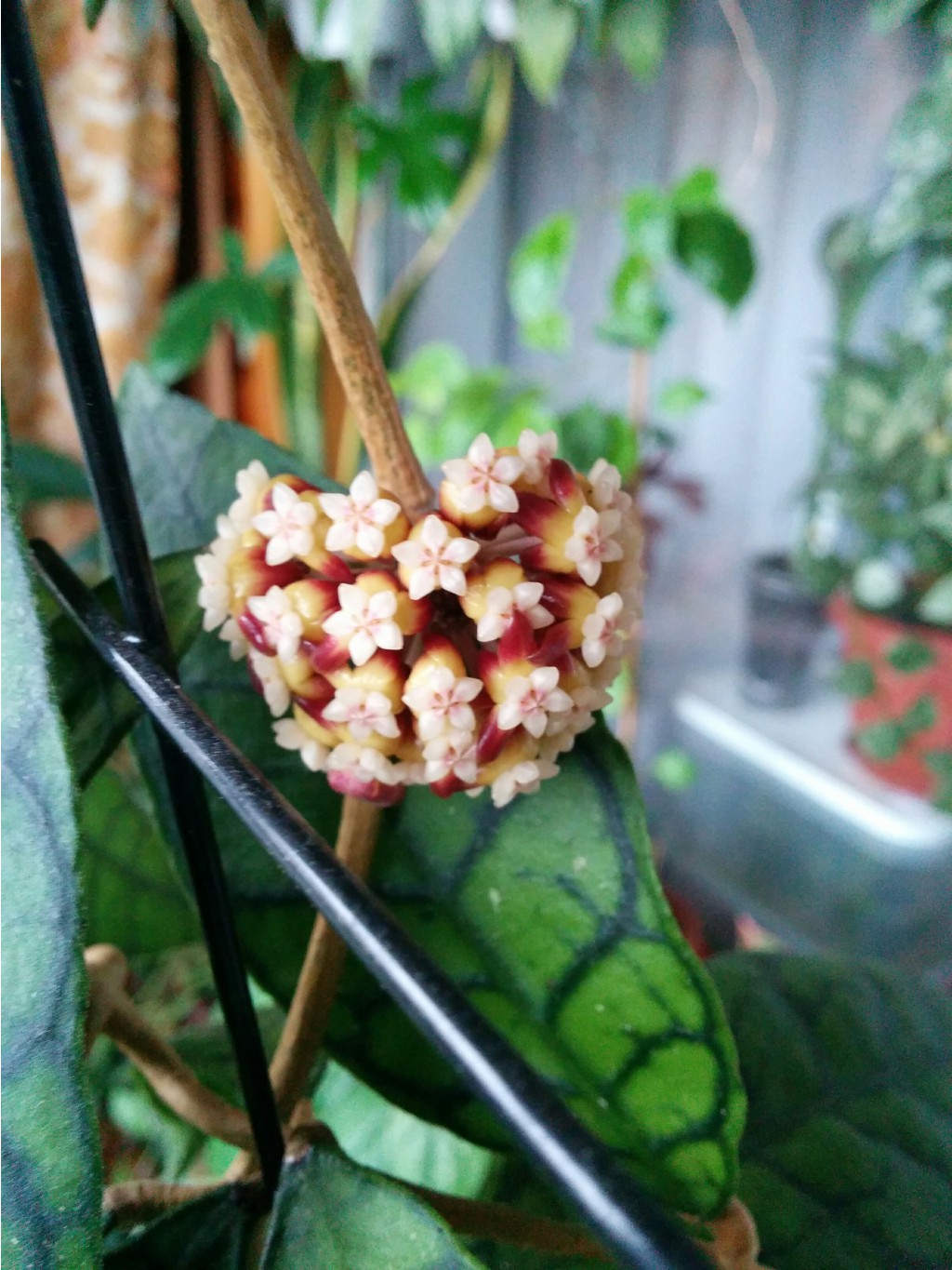 Hoya sp.Kalimantan