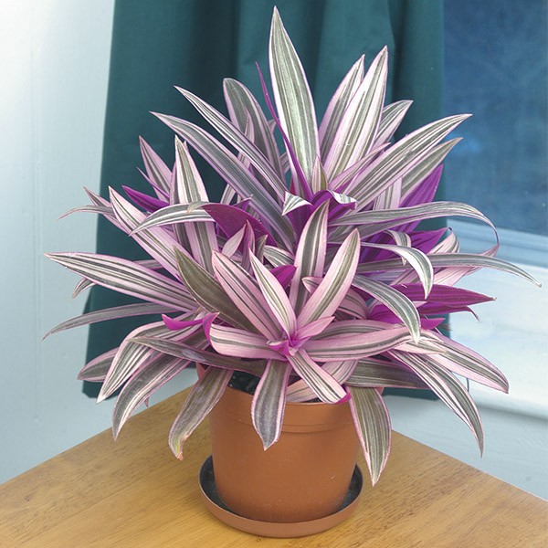   Tradescantia spathacea  'Sitara'