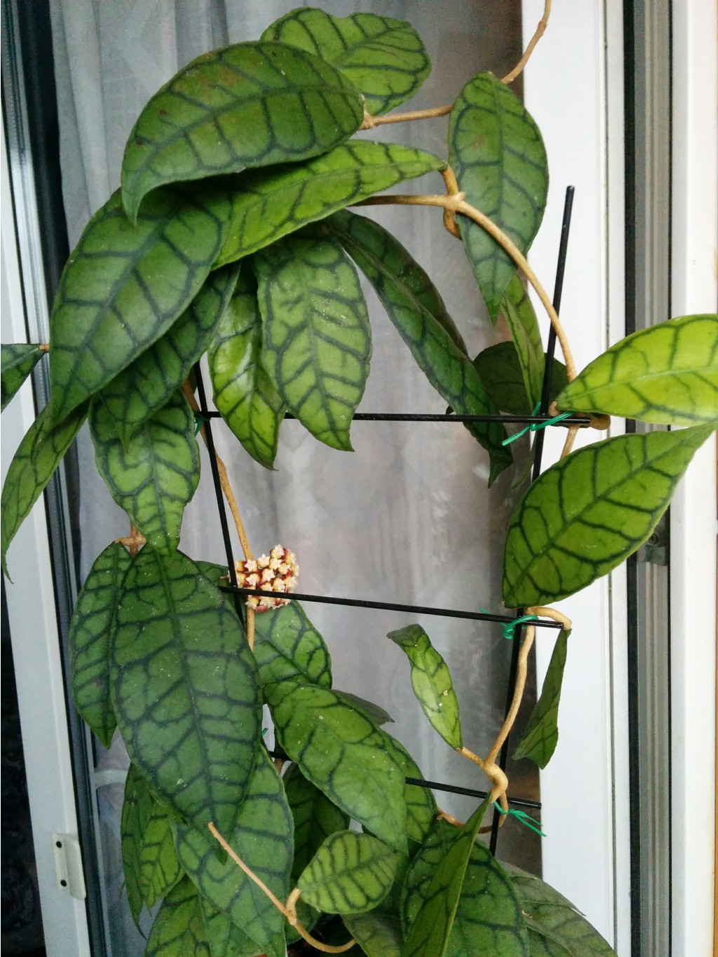 Hoya sp.Kalimantan