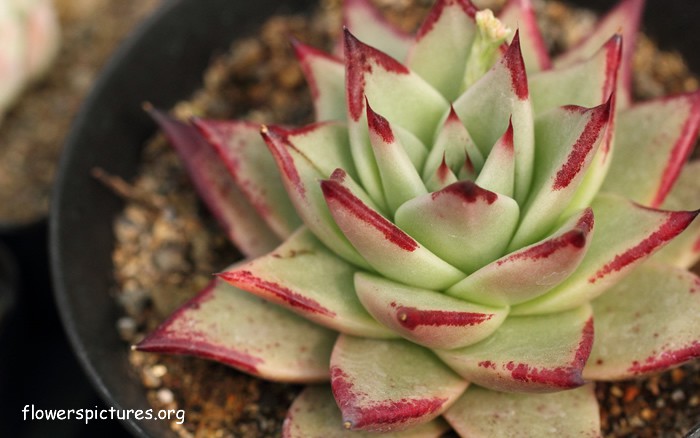 Echeveria-agavoides-ebony 2.jpg