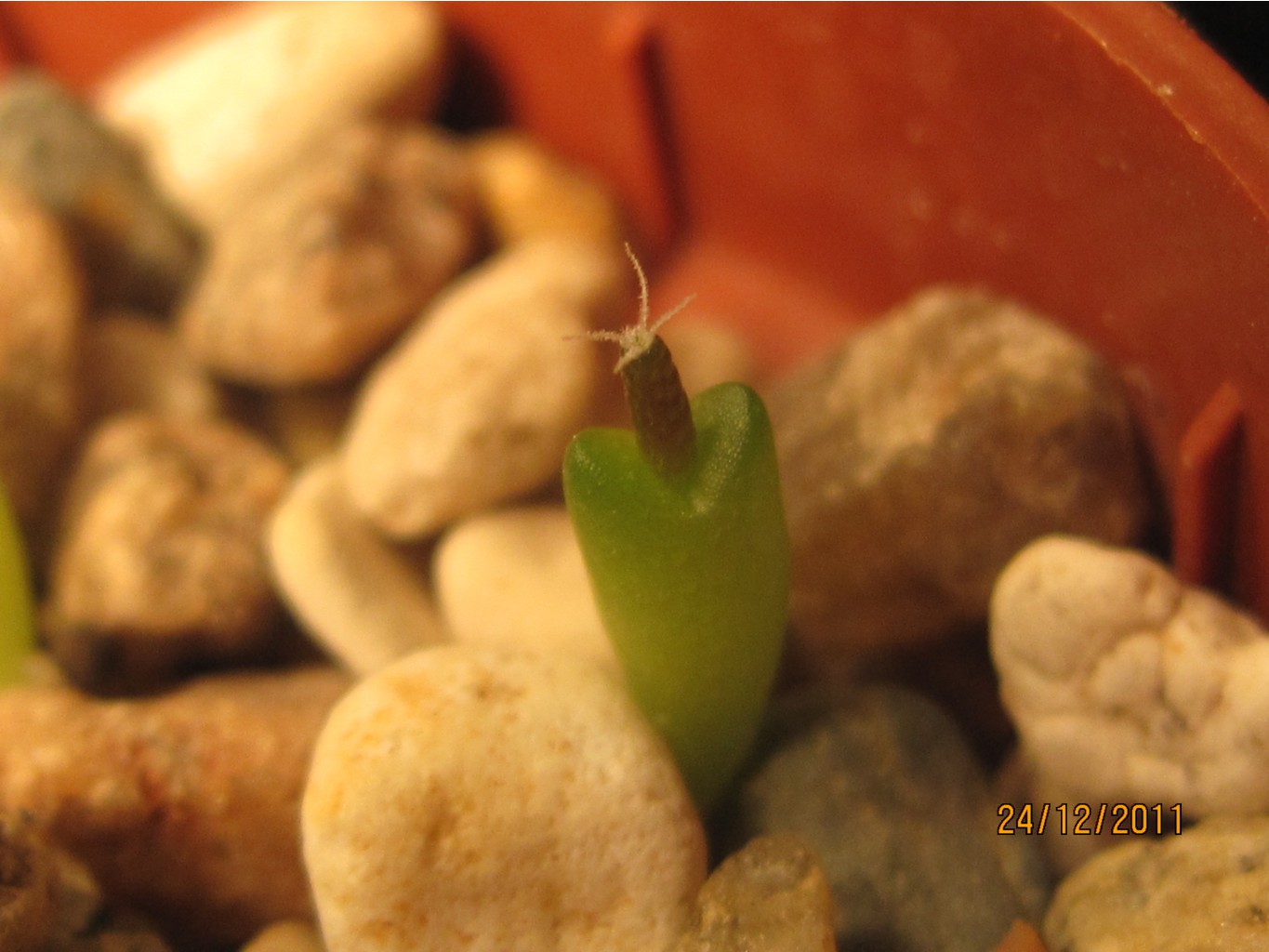 Ariocarpus agavoides