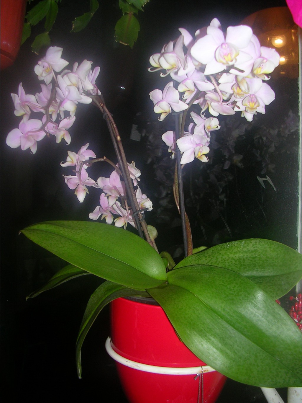 42 - phal. schilleriana x cassandra  Pinlong Cheris  