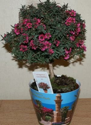  (Leptospermum)- 750- 800 .