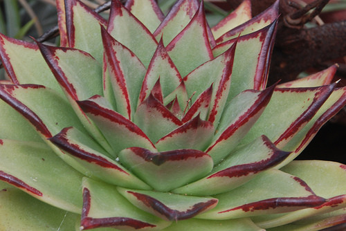  Echeveria agavoides 'Ebony'- 220 .