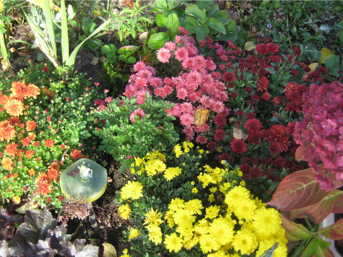 IMG 7995.JPG