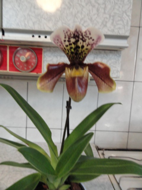  (Paphiopedilum)  - 800 - 850 .    !!