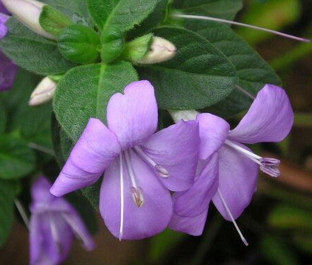   (barleria obtusa)