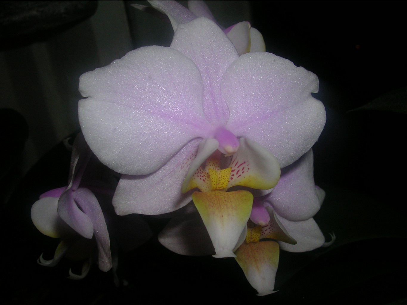 42 - phal. schilleriana x cassandra  Pinlong Cheris  