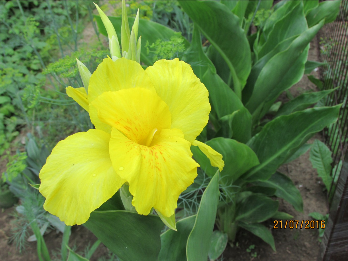  Yellow Humbert.JPG