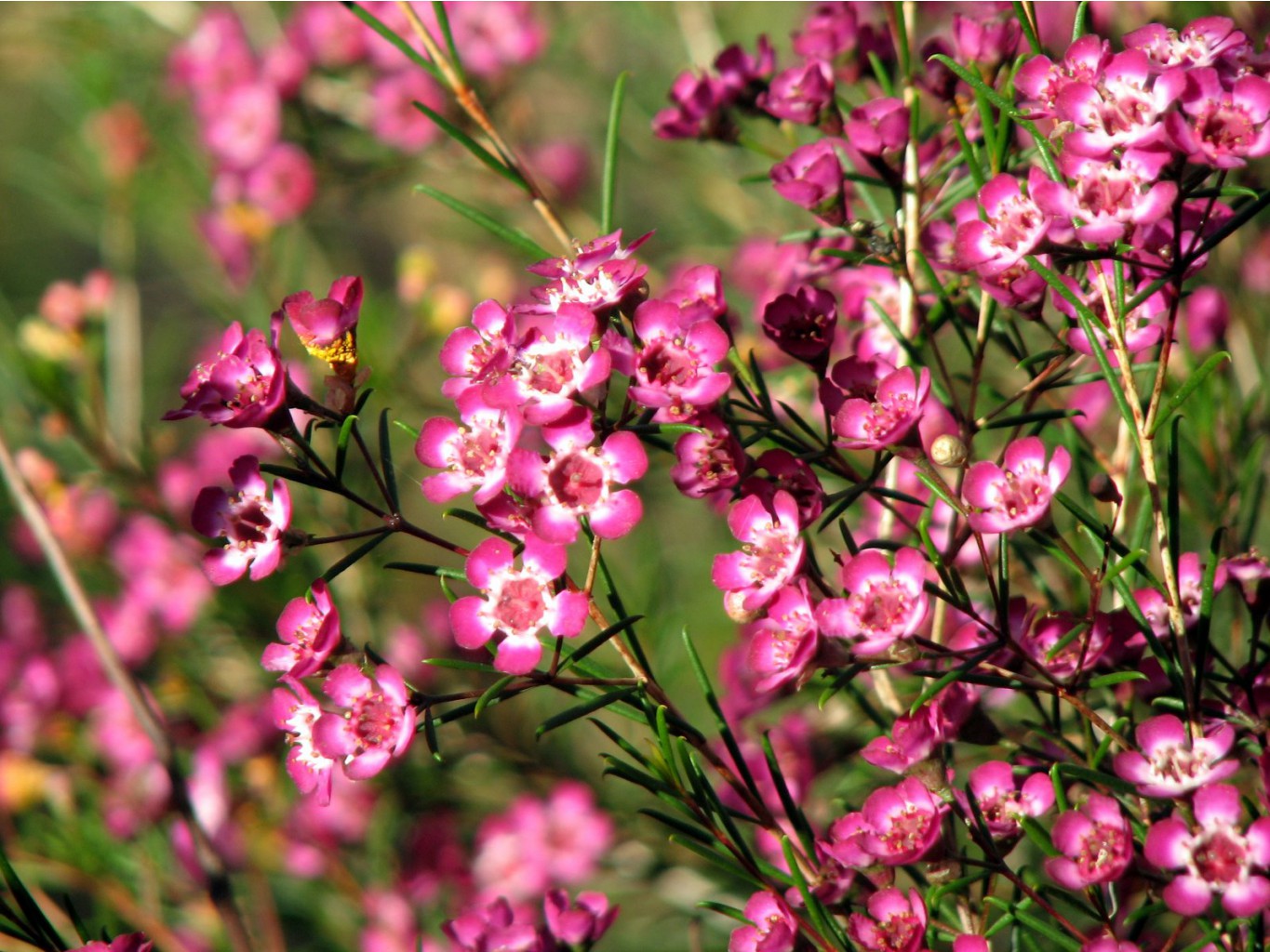Chamelaucium 'Purple Pride' - Geralton Wax Flowers 2.JPG