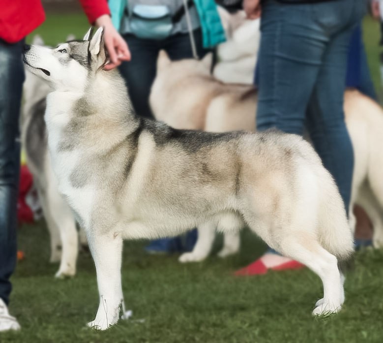 Husky Haven Fun Bringer.