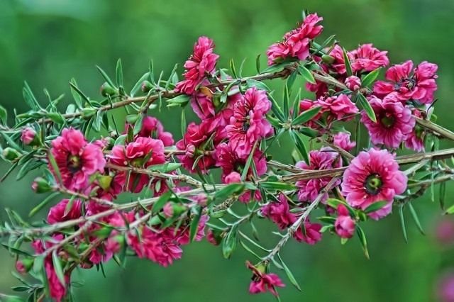 Leptospermum scoparium 06-640x426.jpg