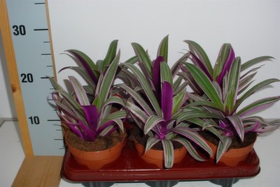   Tradescantia spathacea  'Sitara'