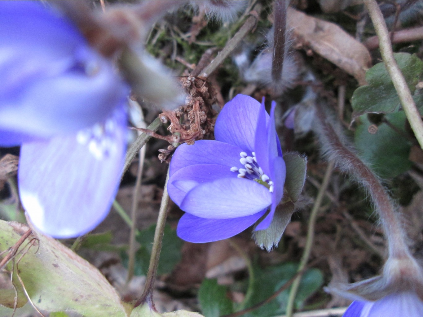 IMG 4780.JPG