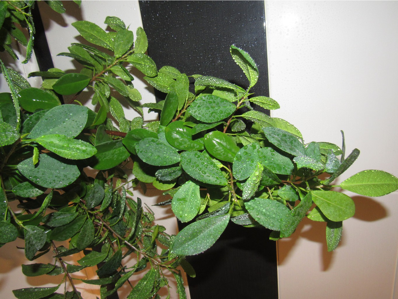 Ficus retusa (microcarpa) 