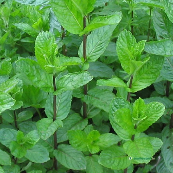 Мята ПОЛЕВАЯ ( ЛУГОВАЯ)