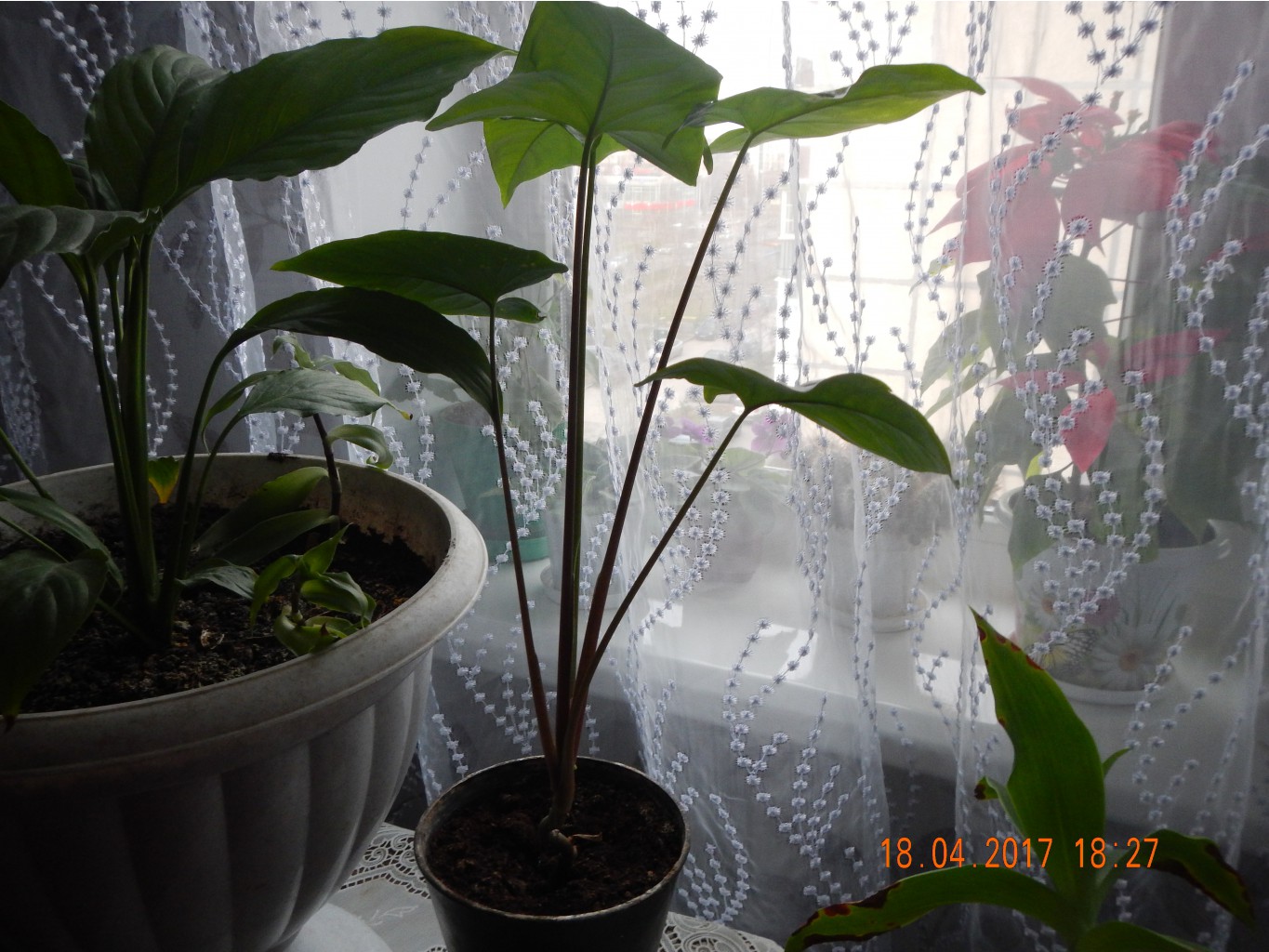 DSCN1685.JPG
