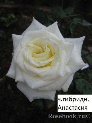 43550.jpg