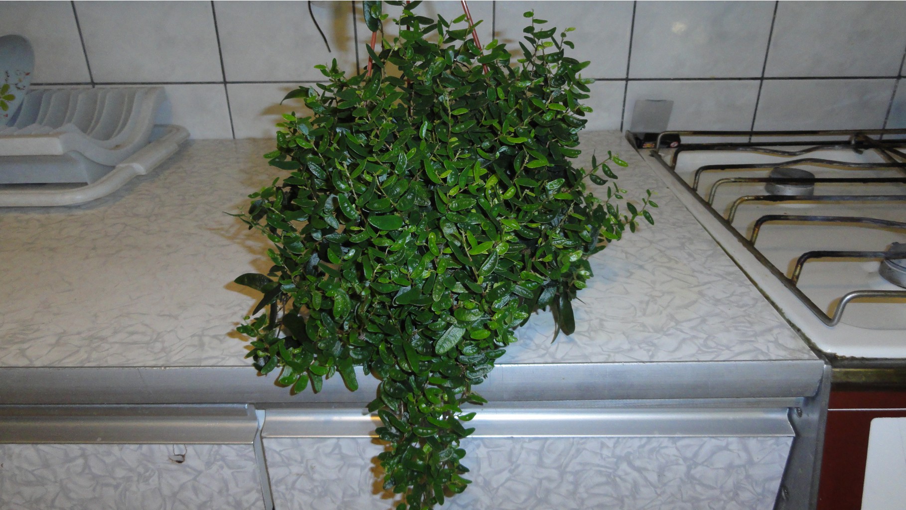   ( ficus punctata 