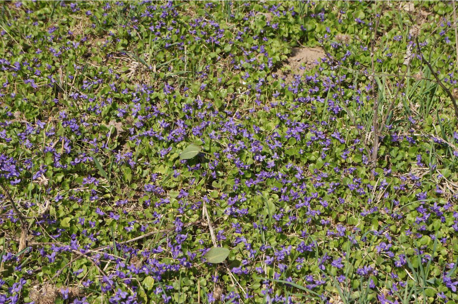 DSC09295.JPG