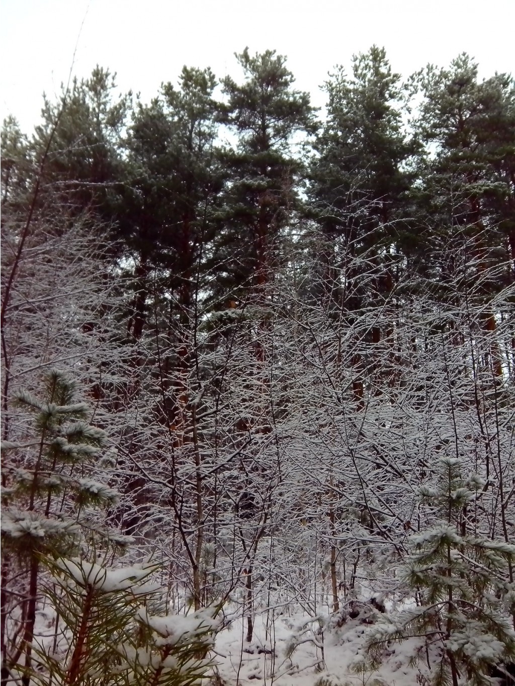 IMG 20170415 110005.jpg